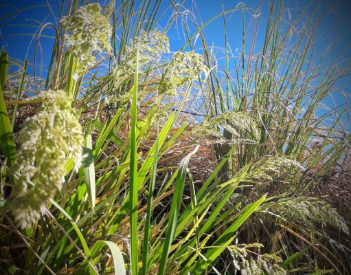 ¡Nuevo curso para guías y prestadores de turismo de naturaleza!