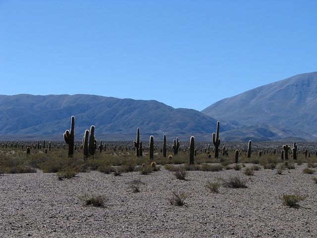 los cardones