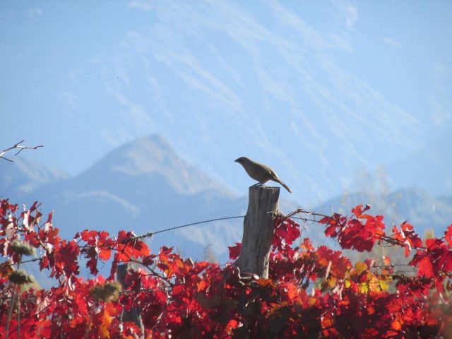 san carlos mendoza turismo de mendoza